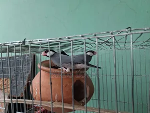 1 Pair Java Finches