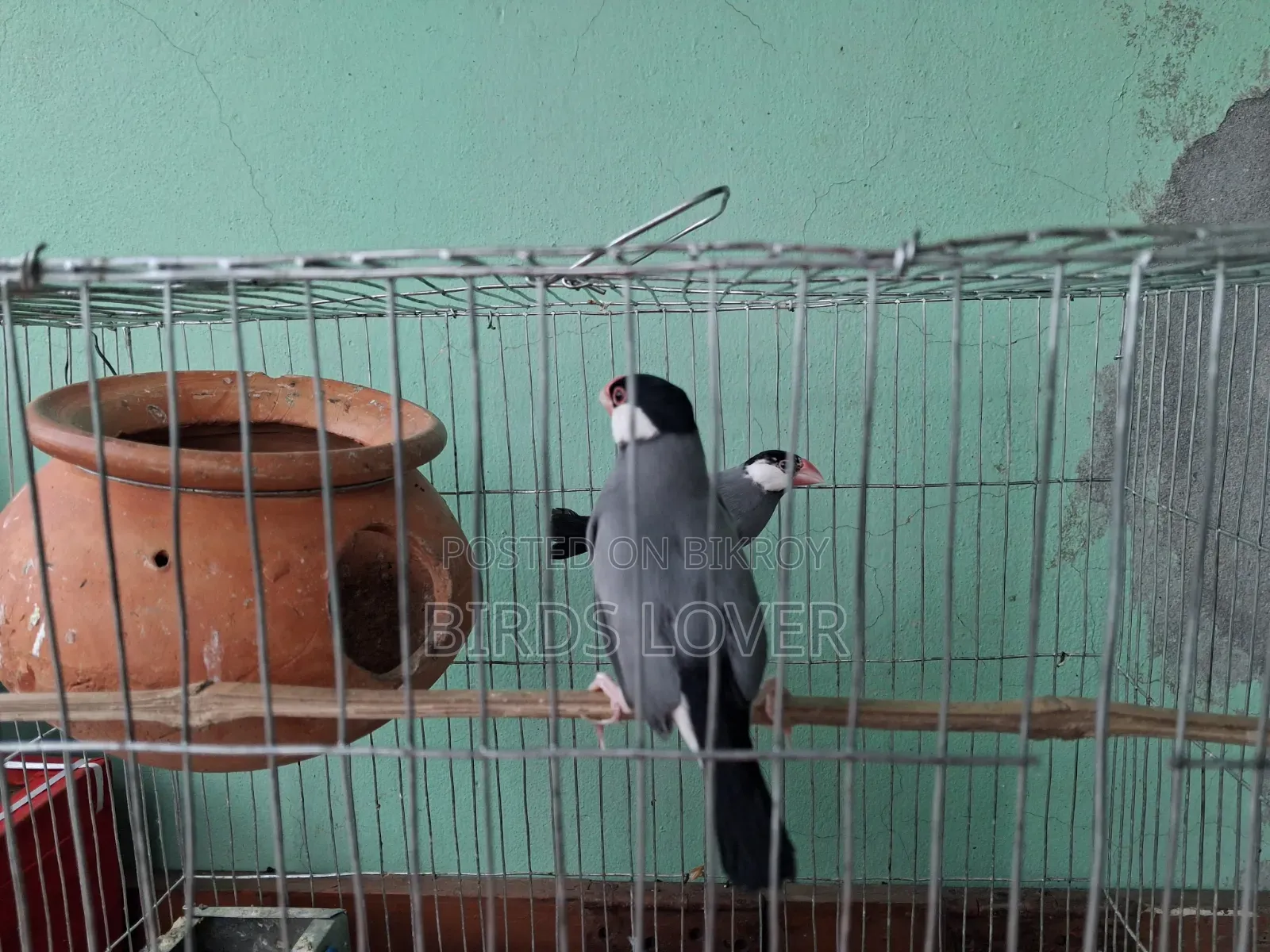 1 Pair Java Finches