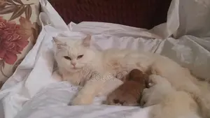6-12 Months Female Purebred Persian