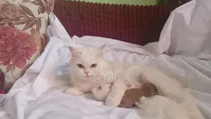 6-12 Months Female Purebred Persian