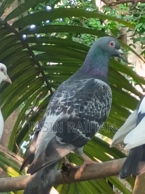 Maxi Racer Pigeon.