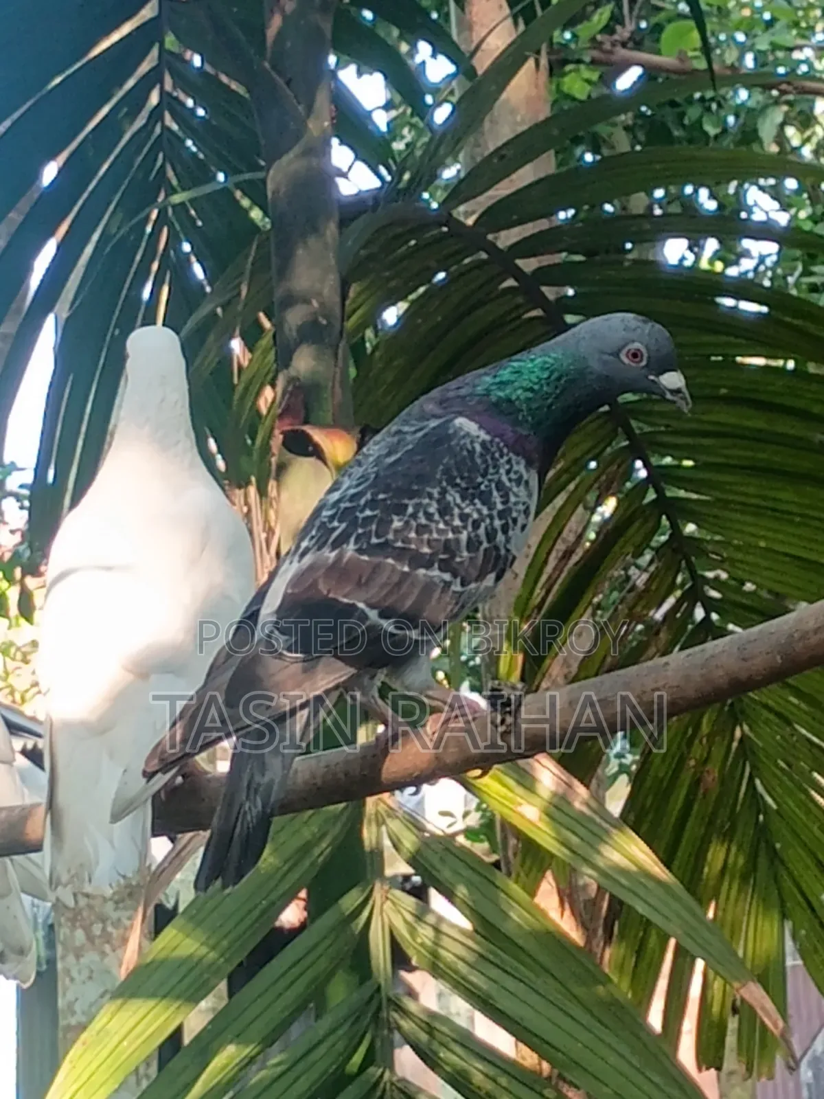 Maxi Racer Pigeon.