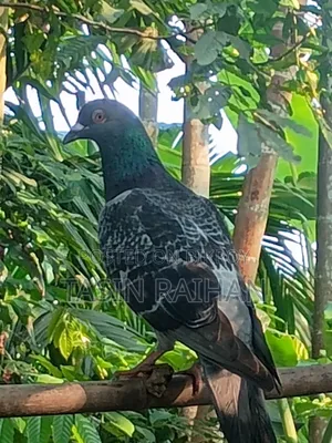 Maxi Racer Pigeon.