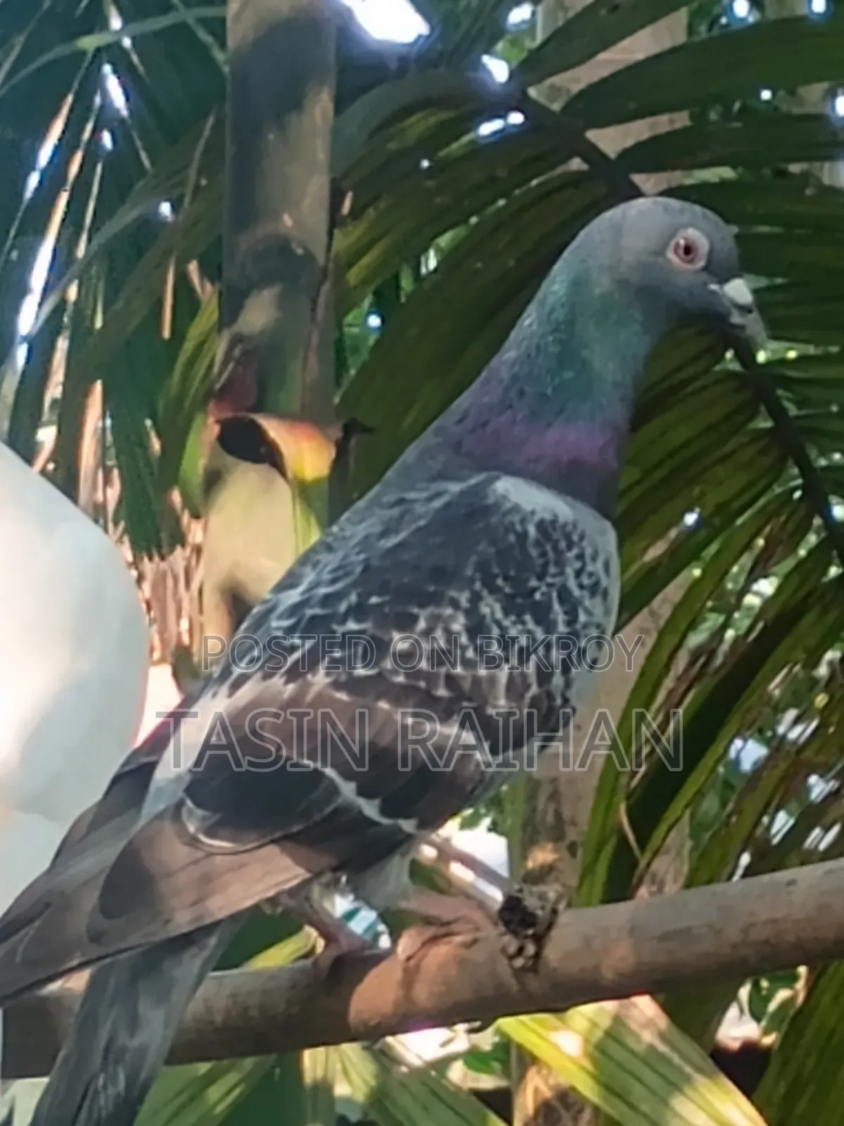Maxi Racer Pigeon.