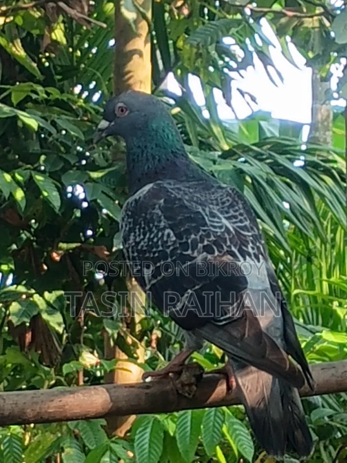 Maxi Racer Pigeon.