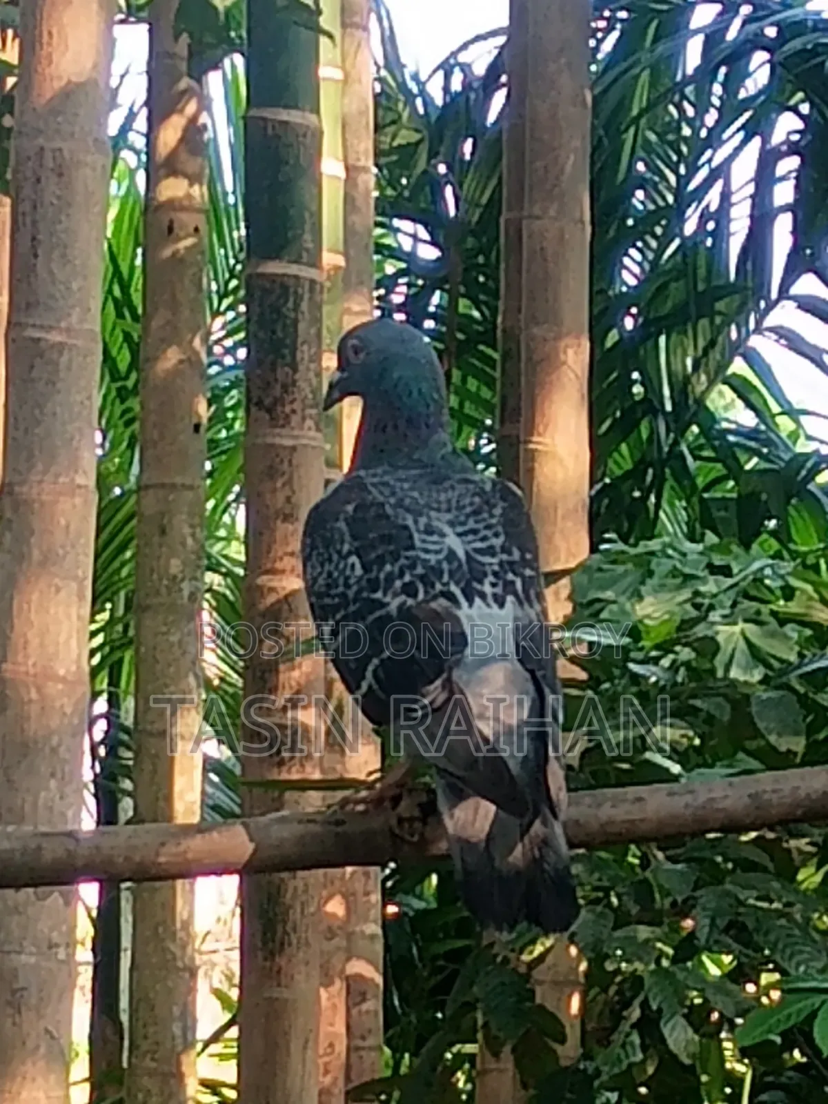 Maxi Racer Pigeon.