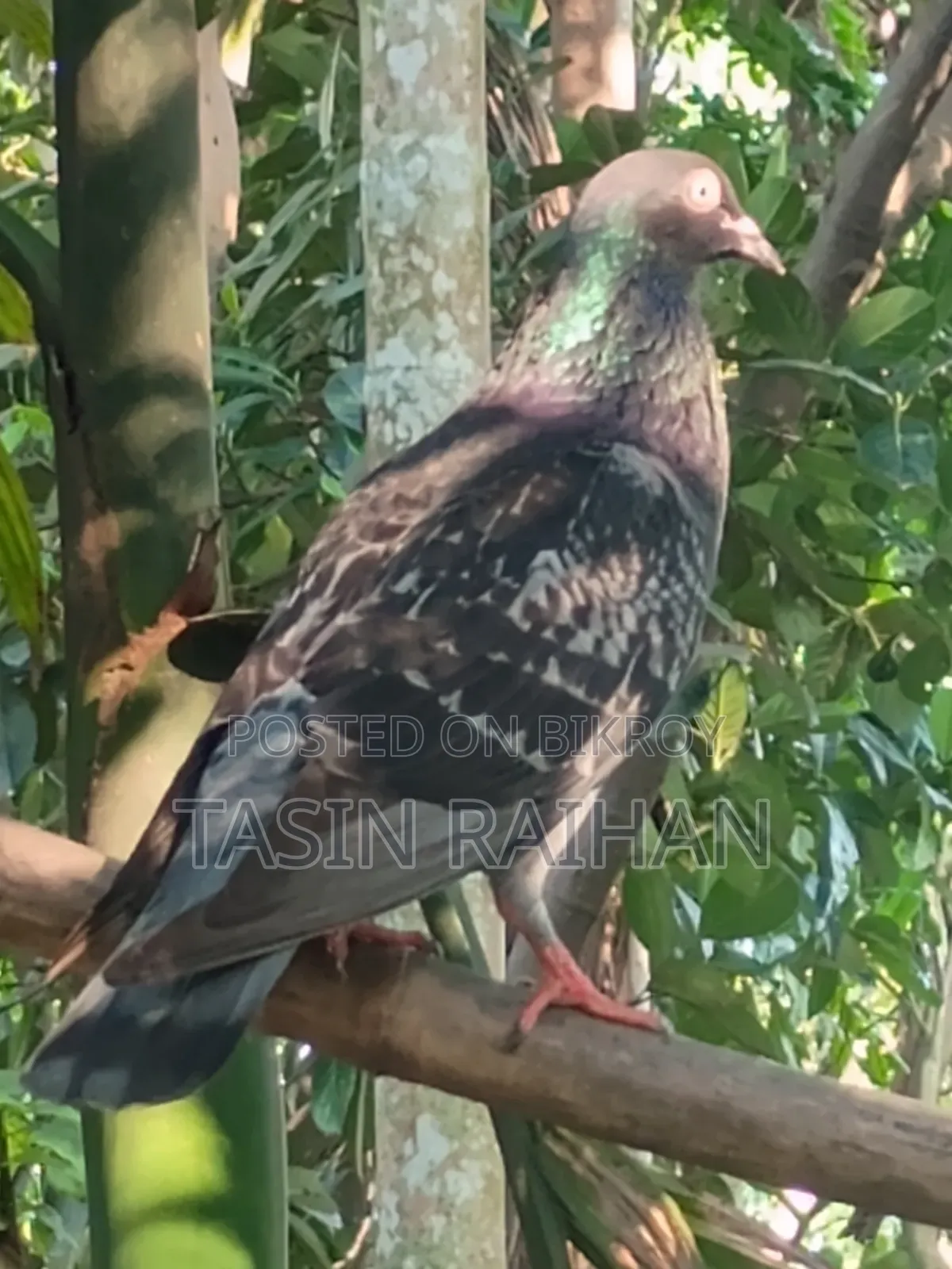 Maxi Racer Pigeon.