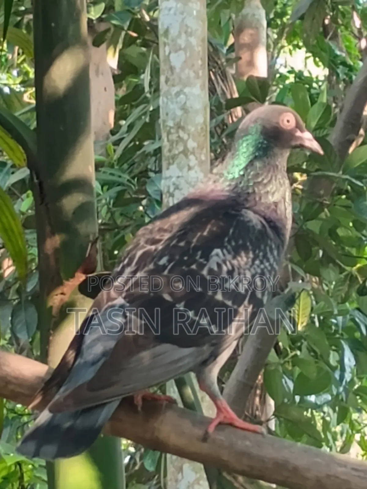 Maxi Racer Pigeon.