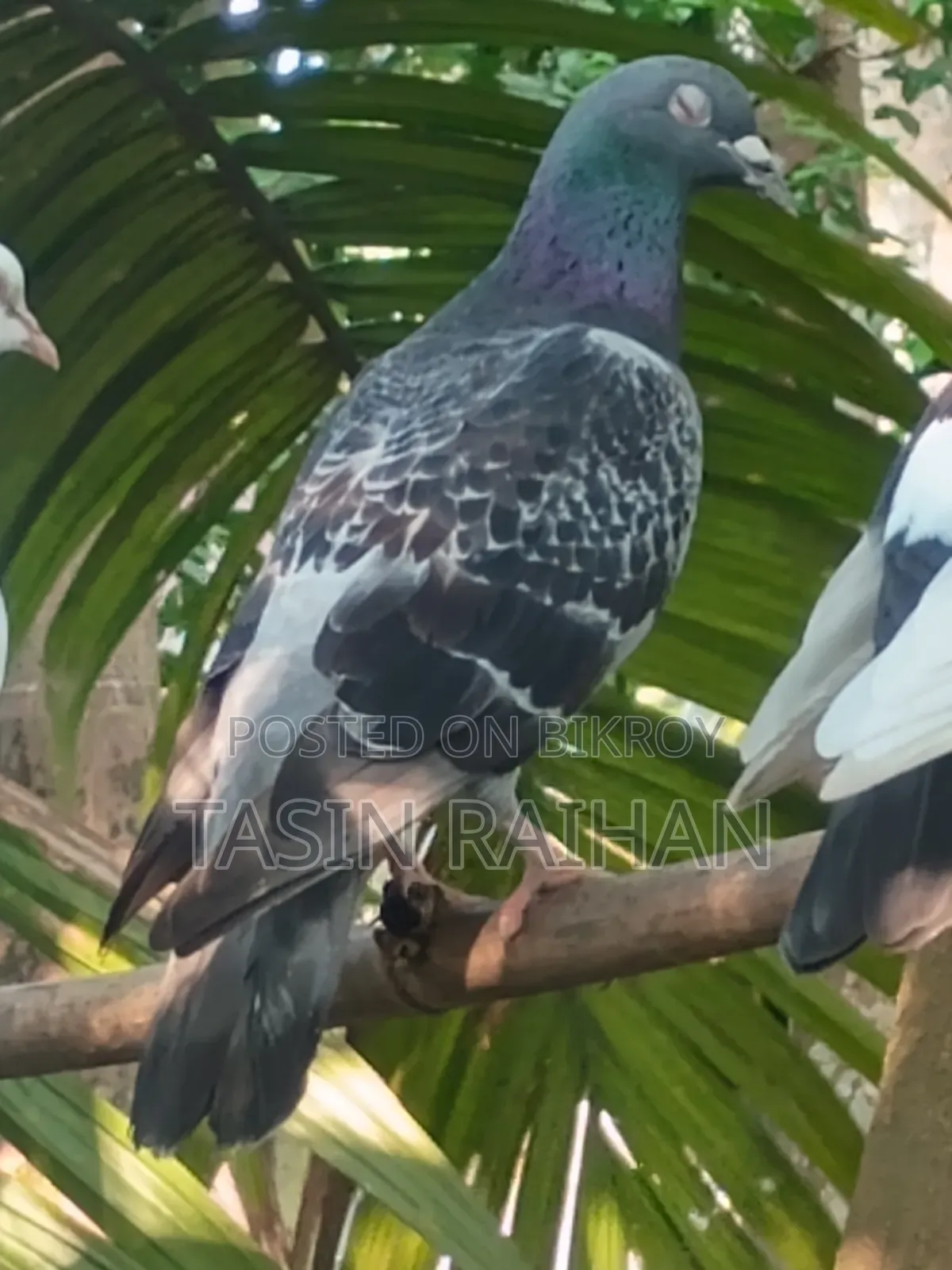 Maxi Racer Pigeon.