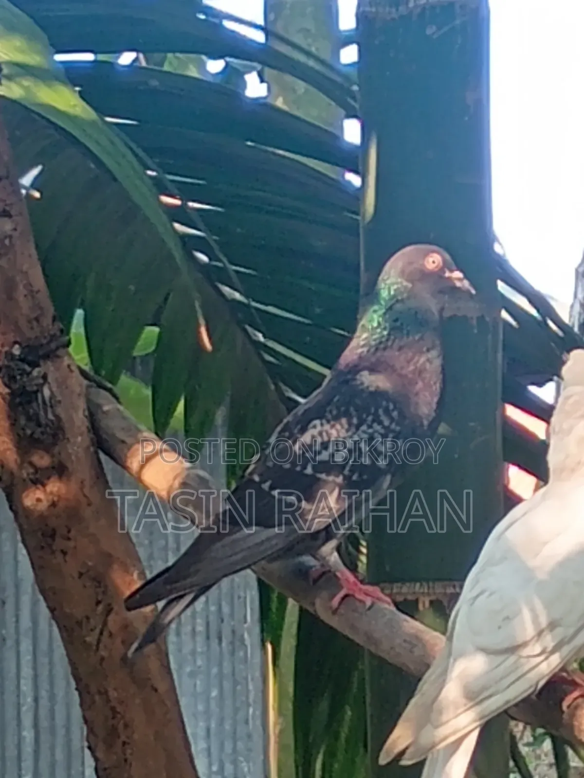 Maxi Racer Pigeon.