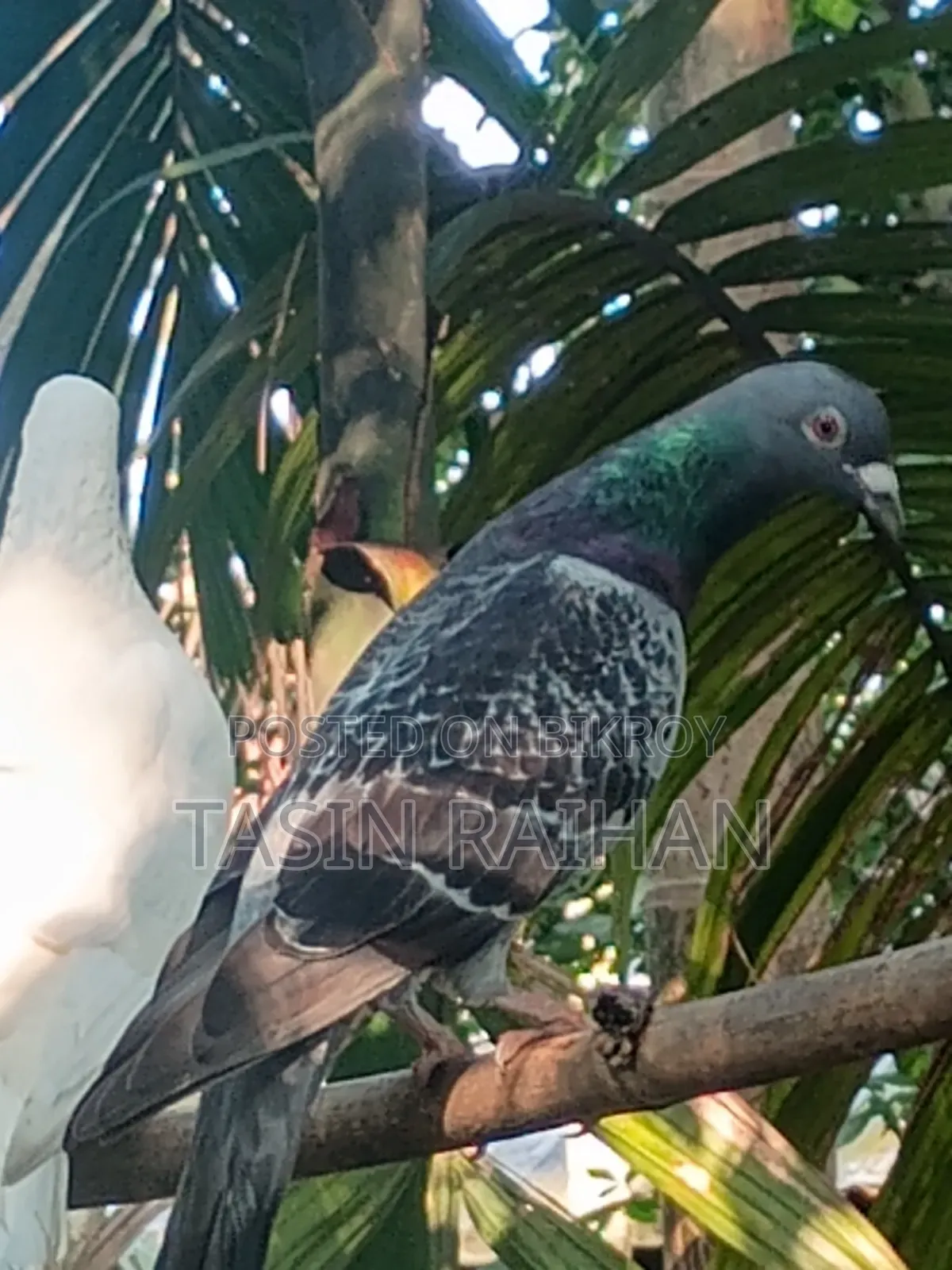 Maxi Racer Pigeon.