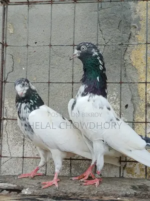 পাকিস্তানি কবুতর