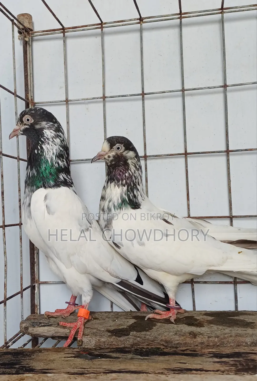 Pakistani Pigeon
