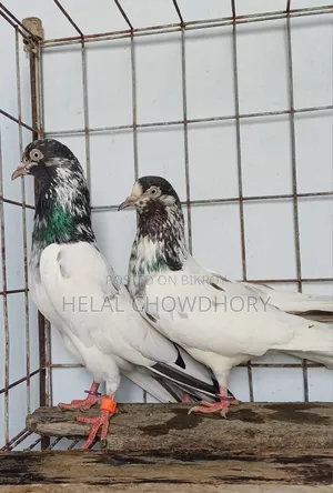 Pakistani Pigeon