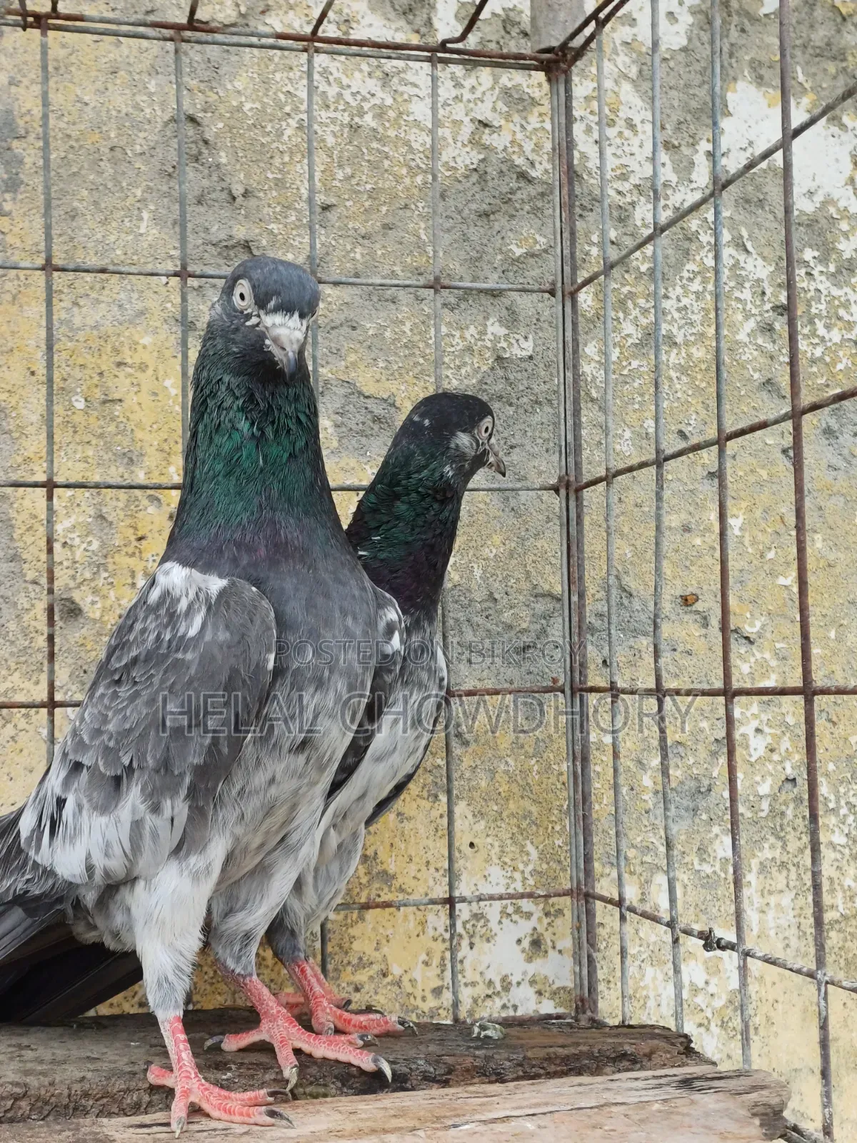 Pakistani Pigeon