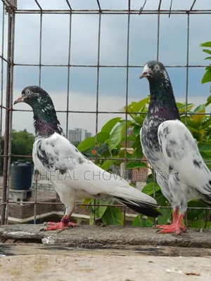 Pakistani Pigeon