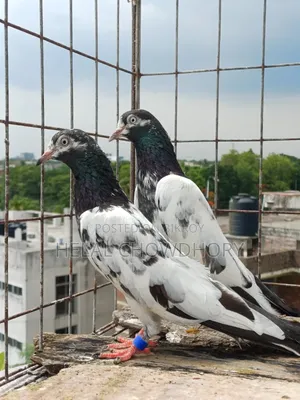 Pakistani Pigeon