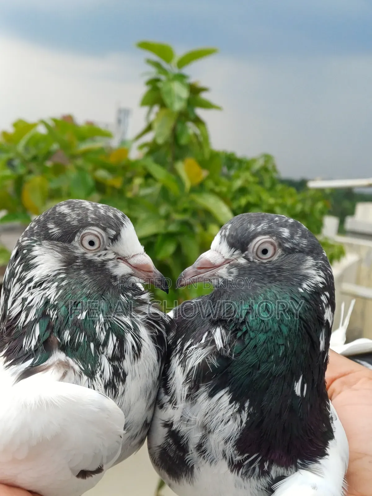 Pakistani Pigeon