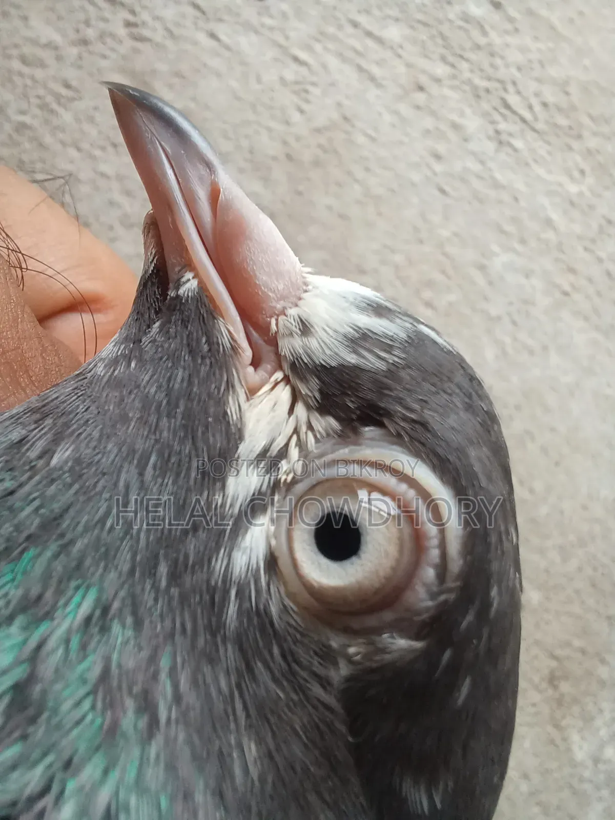 Pakistani Pigeon