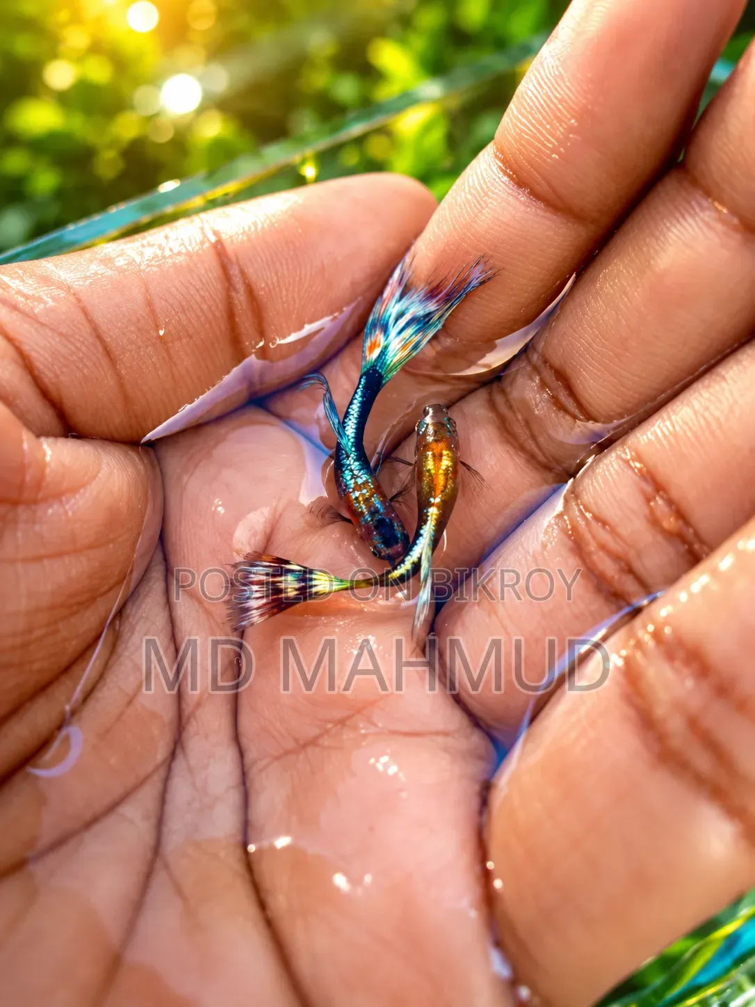 Guppy Fish