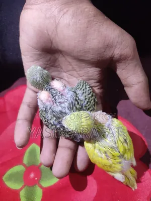 পাখির বাচ্চা বিক্রয় হবে