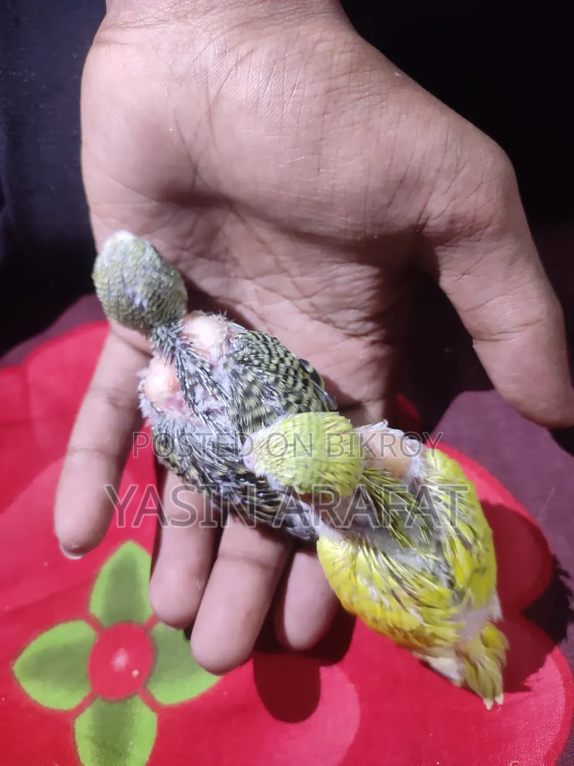 পাখির বাচ্চা বিক্রয় হবে