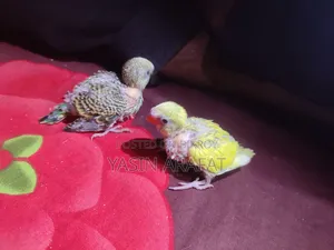 পাখির বাচ্চা বিক্রয় হবে
