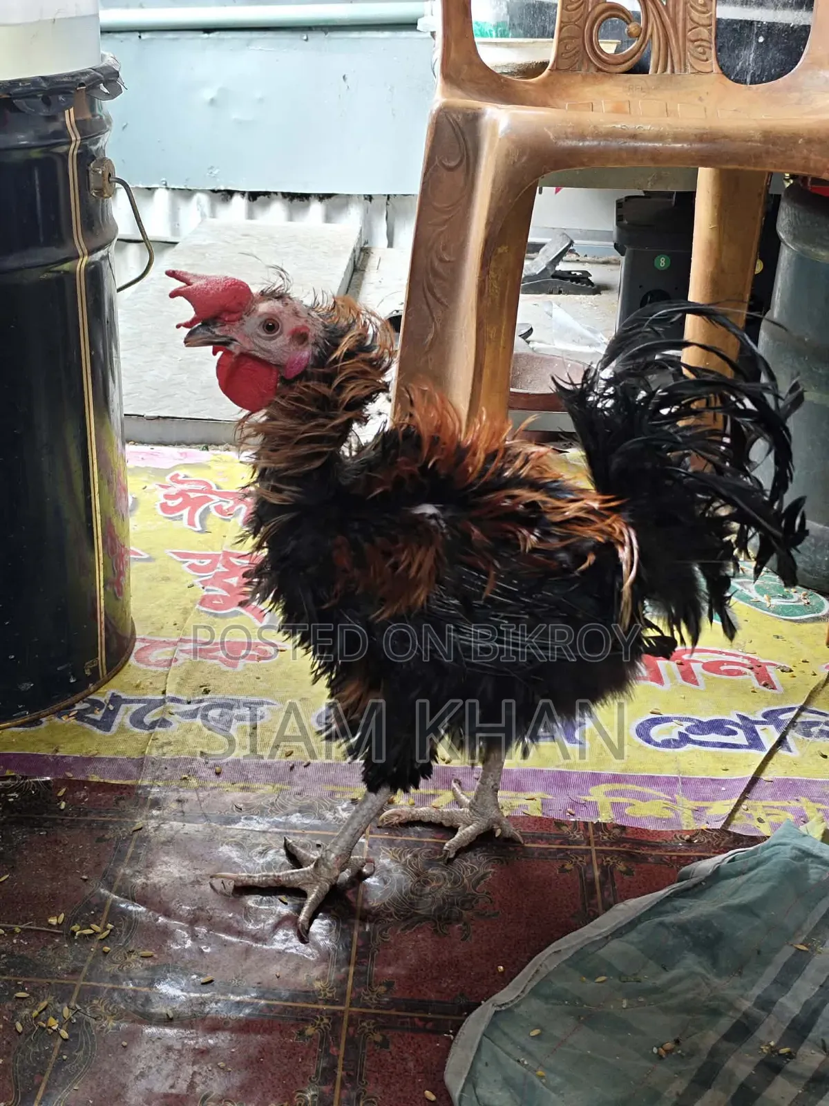 অনেক ভালো পসমের মোরগ ২ পিস