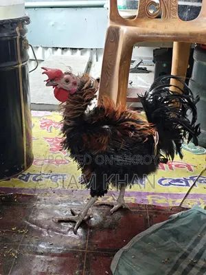 অনেক ভালো পসমের মোরগ ২ পিস