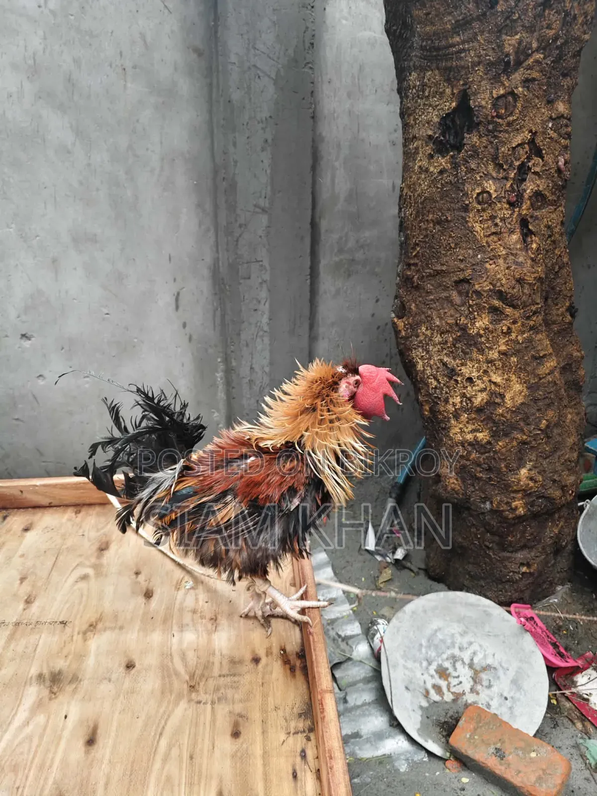 অনেক ভালো পসমের মোরগ ২ পিস