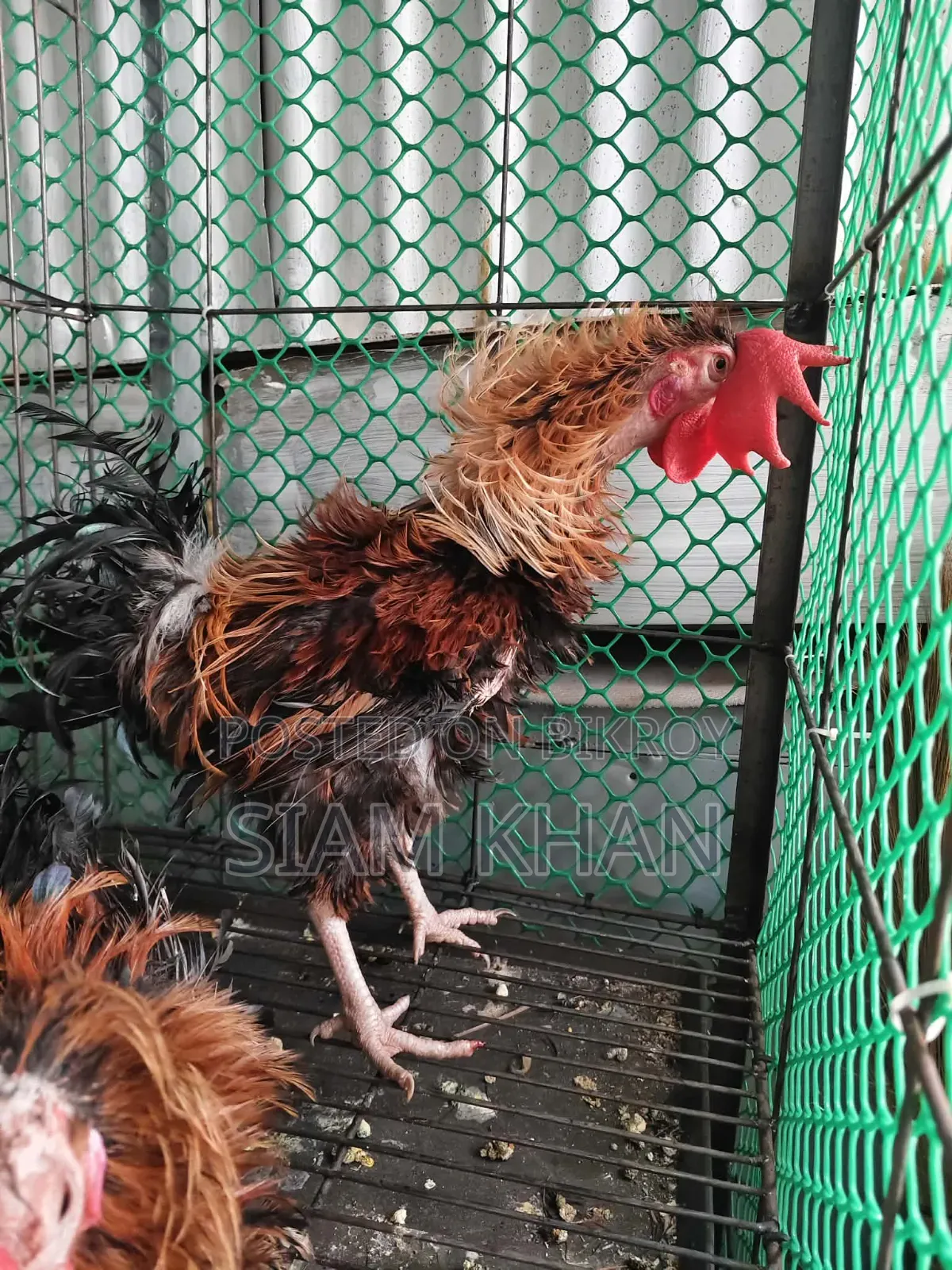 অনেক ভালো পসমের মোরগ ২ পিস