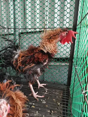 অনেক ভালো পসমের মোরগ ২ পিস