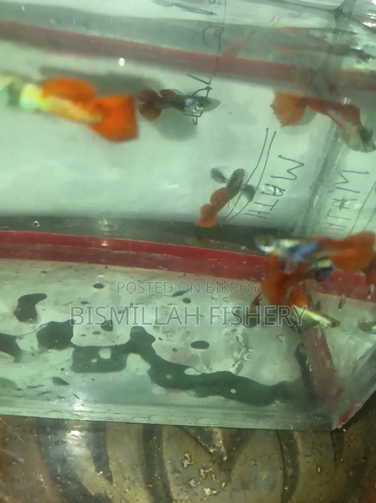 Red Tail Platinum Dambo Ear Original Blood Line