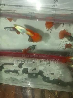 Red Tail Platinum Dambo Ear Original Blood Line