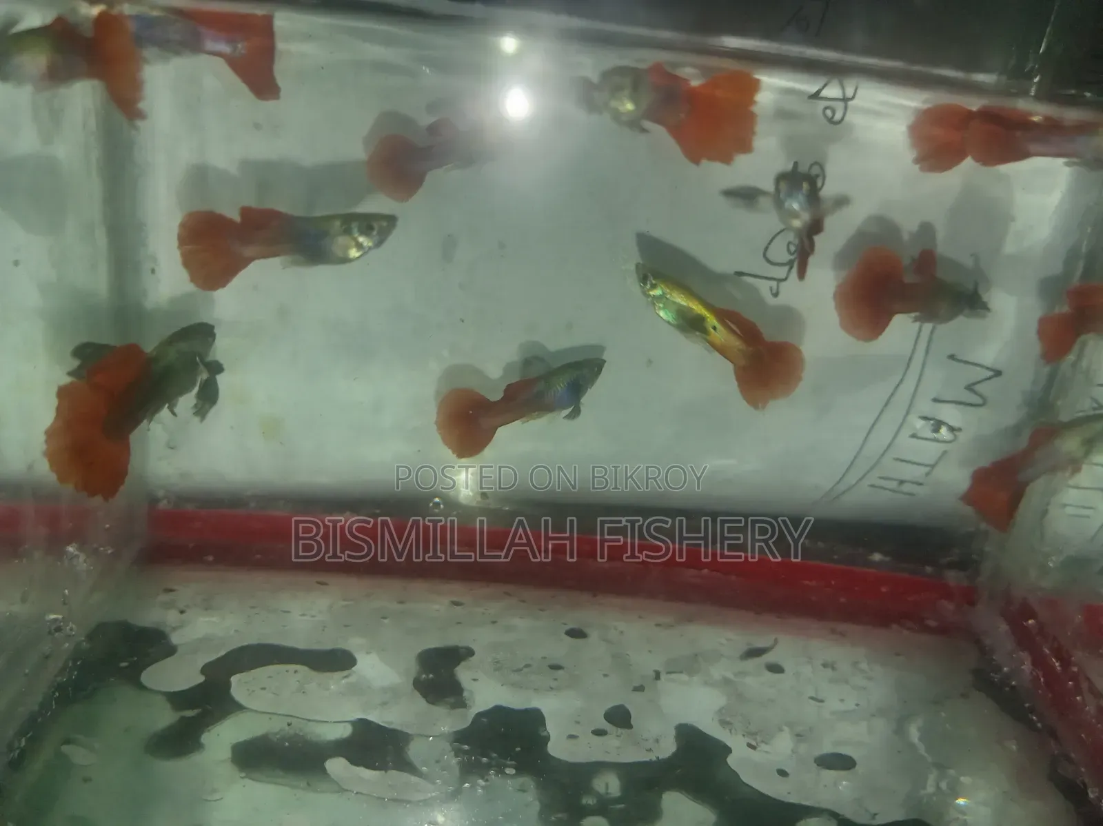 Red Tail Platinum Dambo Ear Original Blood Line