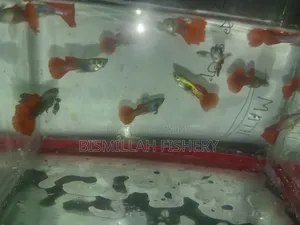 Red Tail Platinum Dambo Ear Original Blood Line