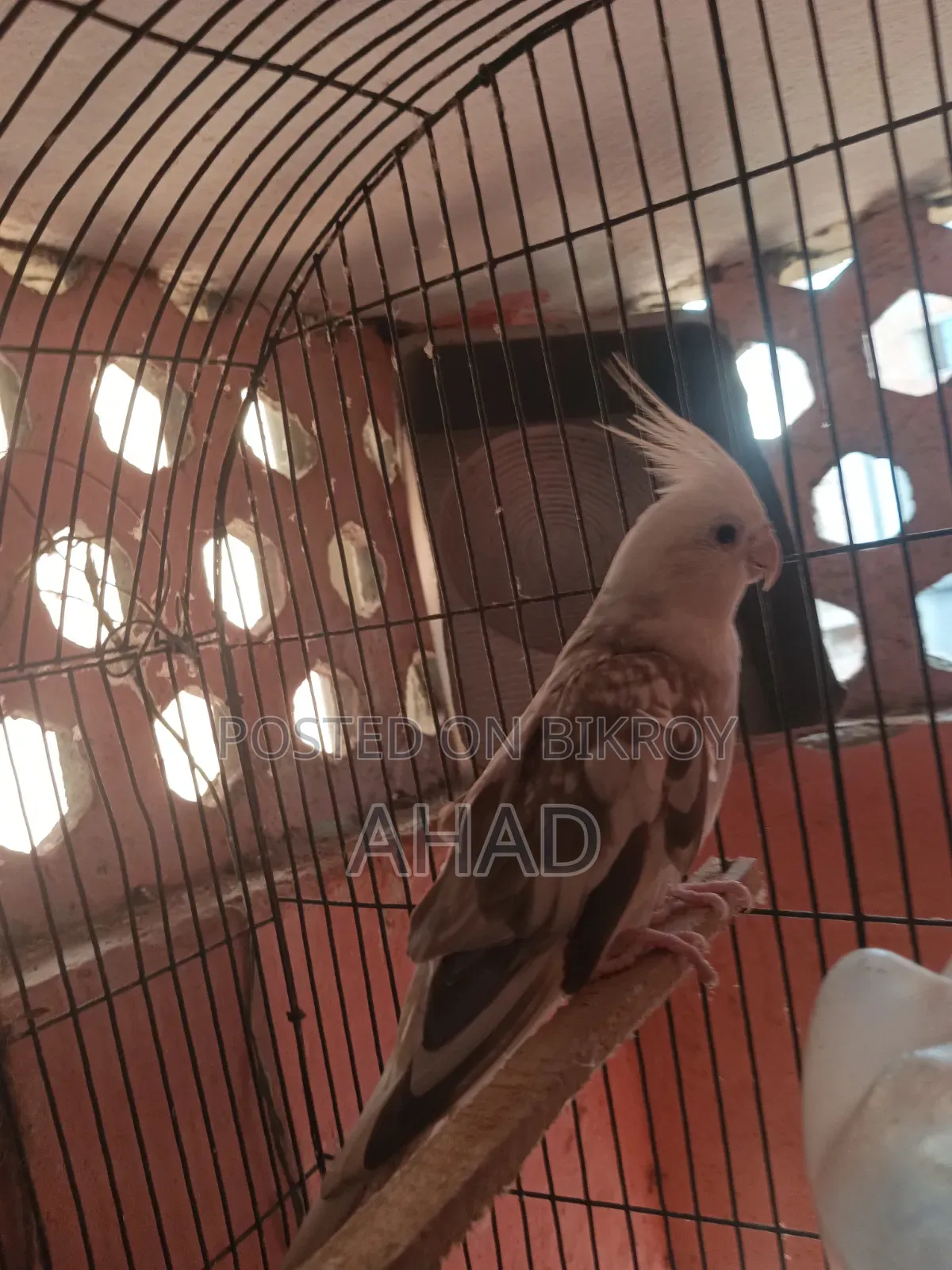 Cockatiel Bird (White Face)