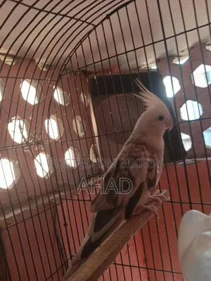 Cockatiel Bird (White Face)