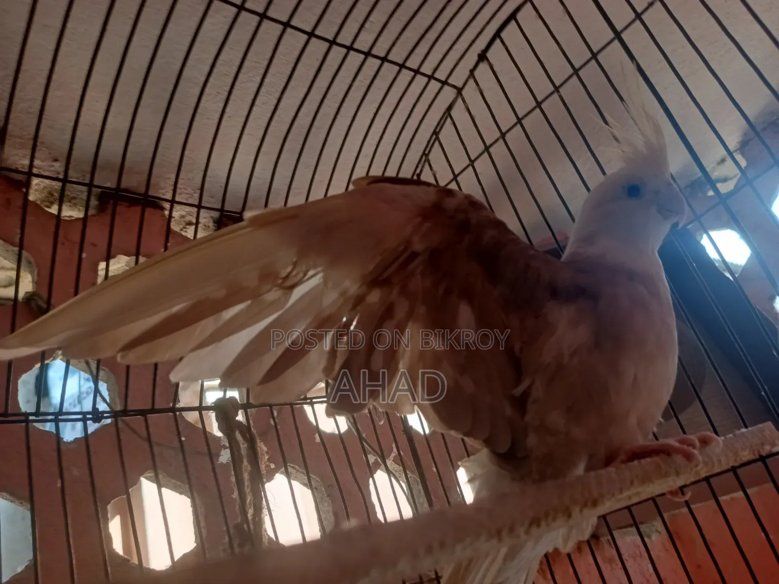 Cockatiel Bird (White Face)