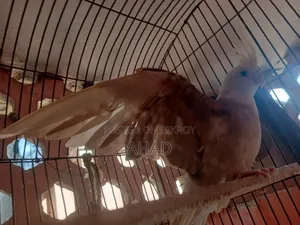 Cockatiel Bird (White Face)