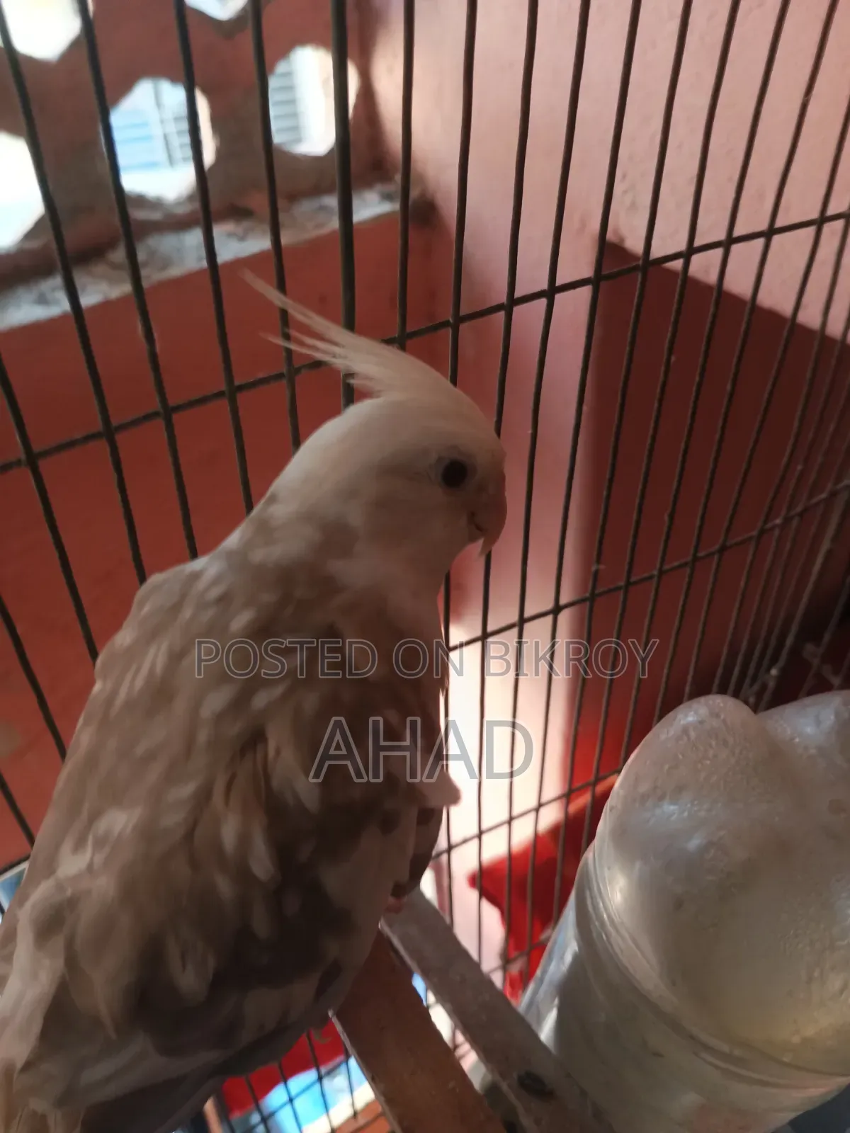 Cockatiel Bird (White Face)