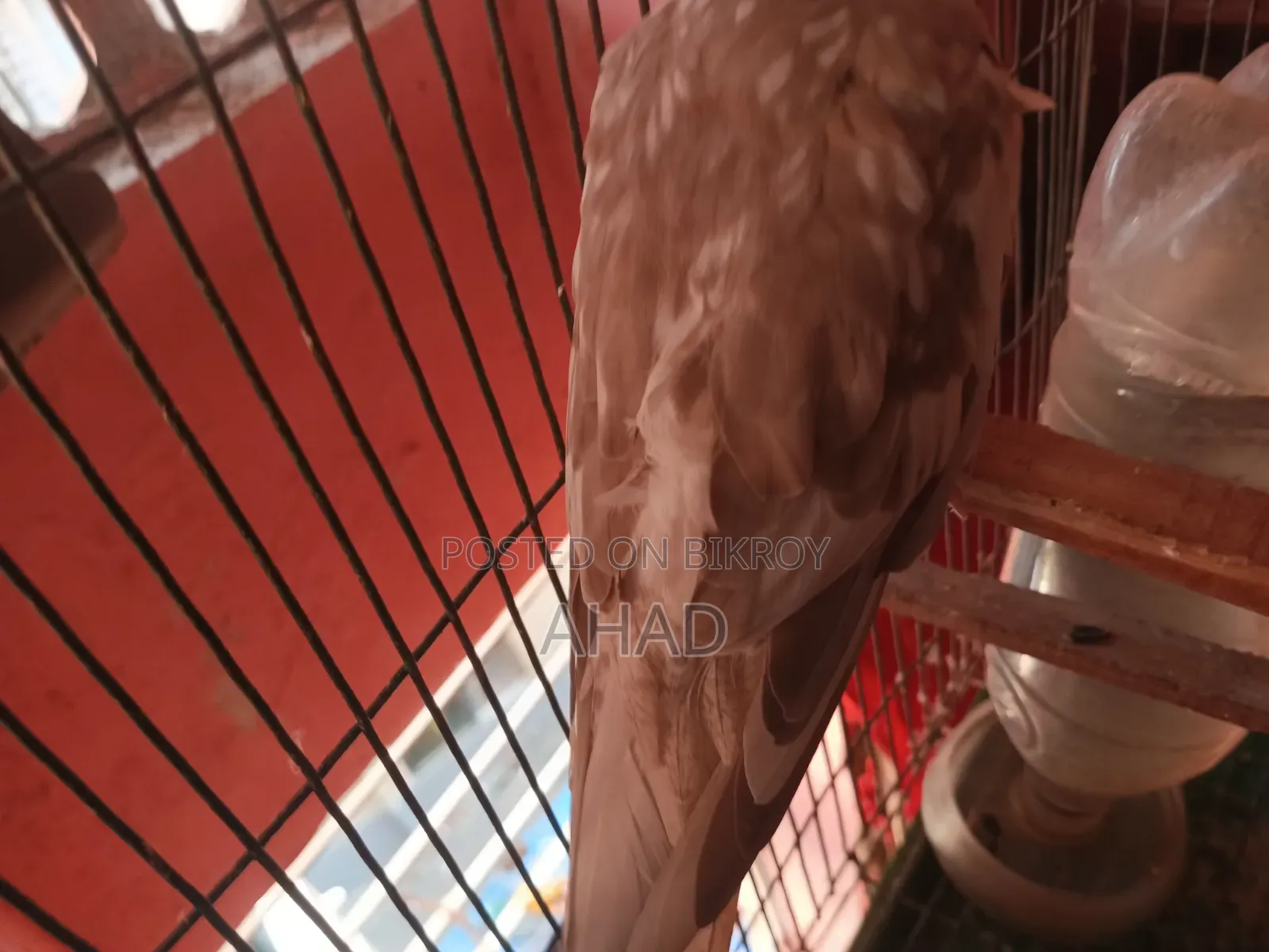 Cockatiel Bird (White Face)