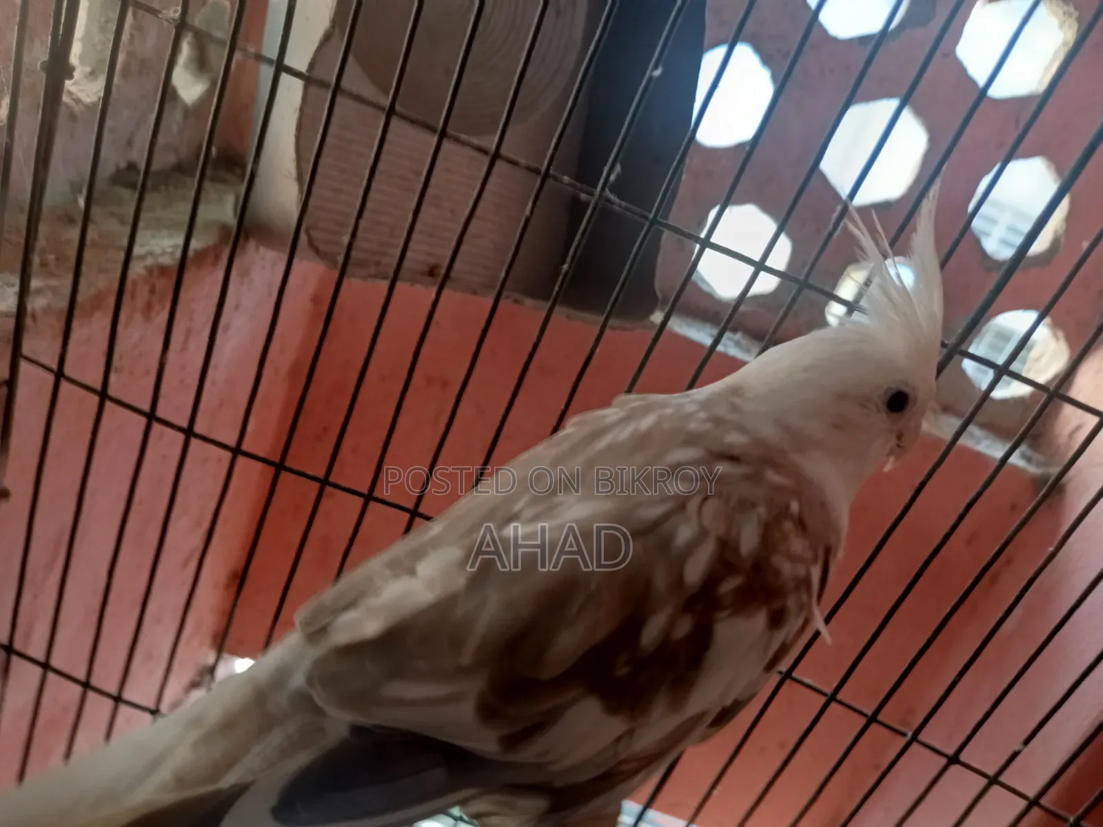 Cockatiel Bird (White Face)