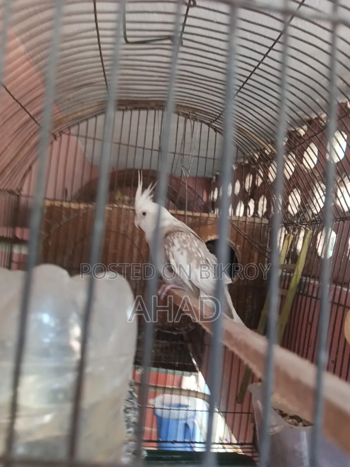 Cockatiel Bird (White Face)