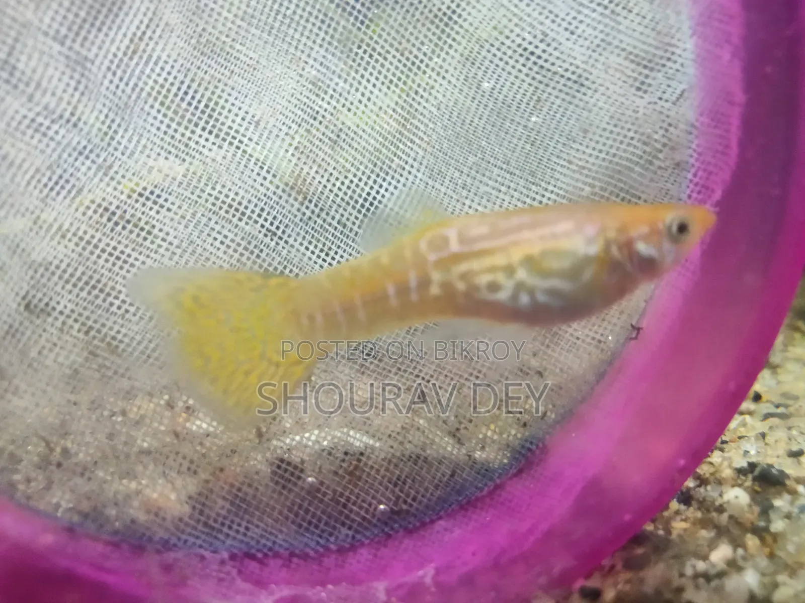 Gold Snake Skin Guppy (Brood size over 2.5 inches)