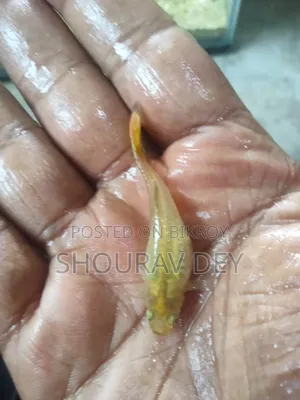 Gold Snake Skin Guppy (Brood size over 2.5 inches)