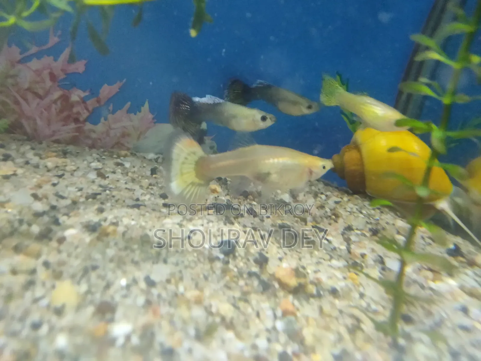 Gold Snake Skin Guppy (Brood size over 2.5 inches)