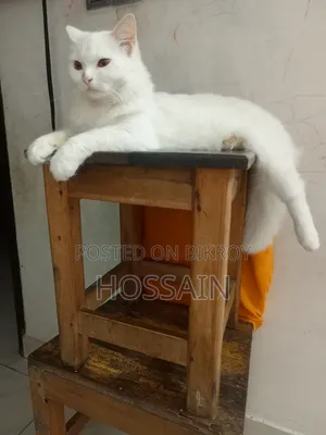 1+ Year Male Mixed Breed Persian