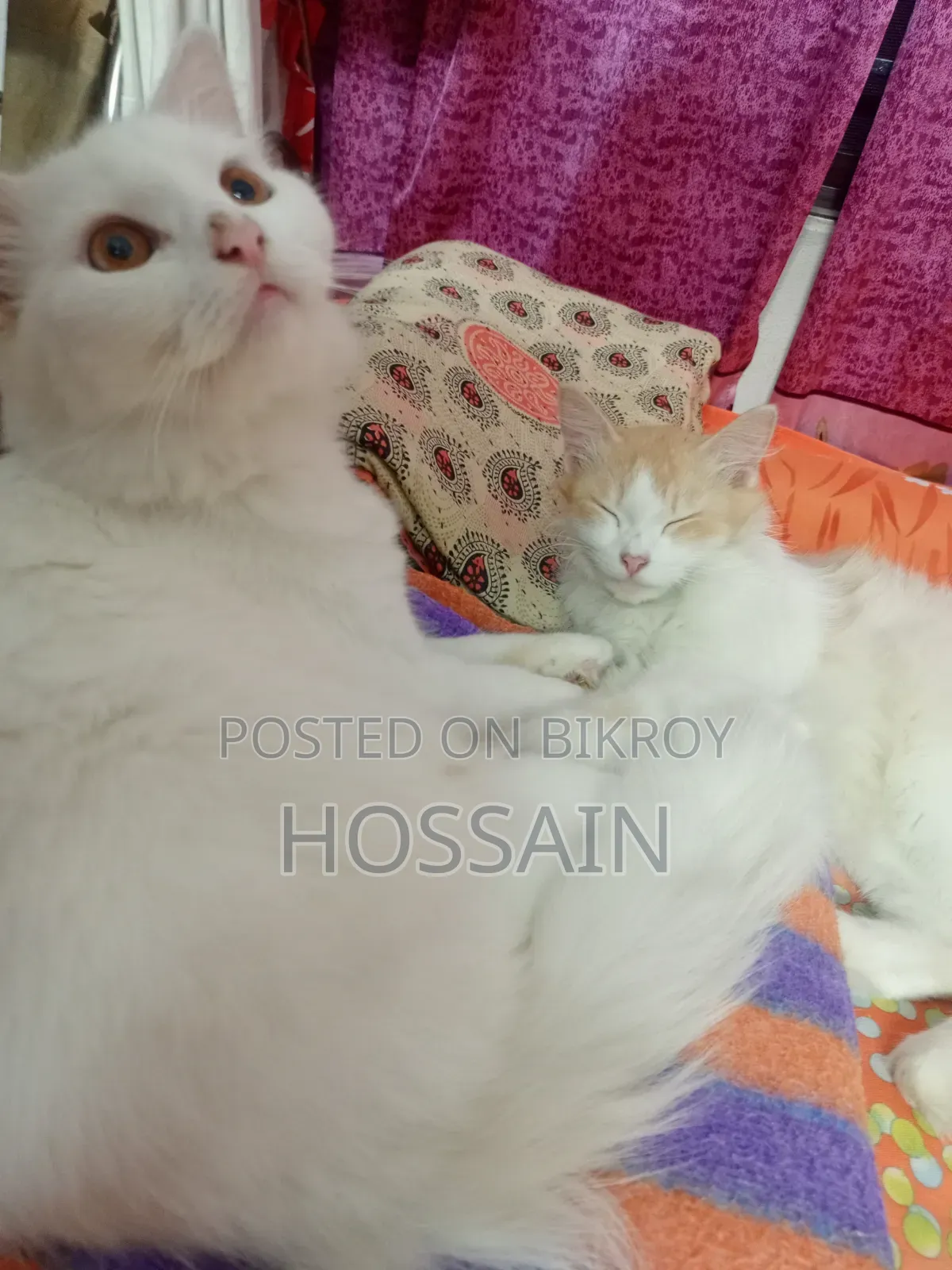 1+ Year Male Mixed Breed Persian