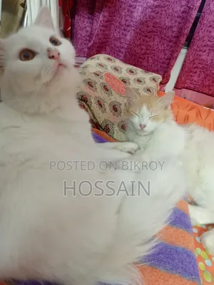 1+ Year Male Mixed Breed Persian